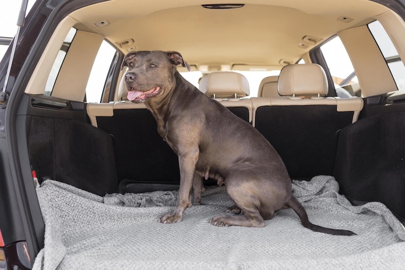 dog in car