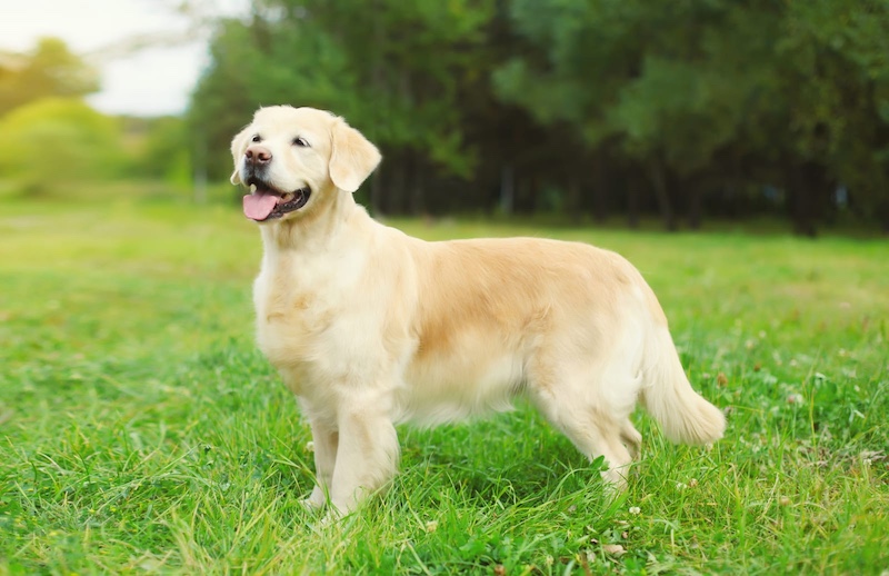 dog in grass