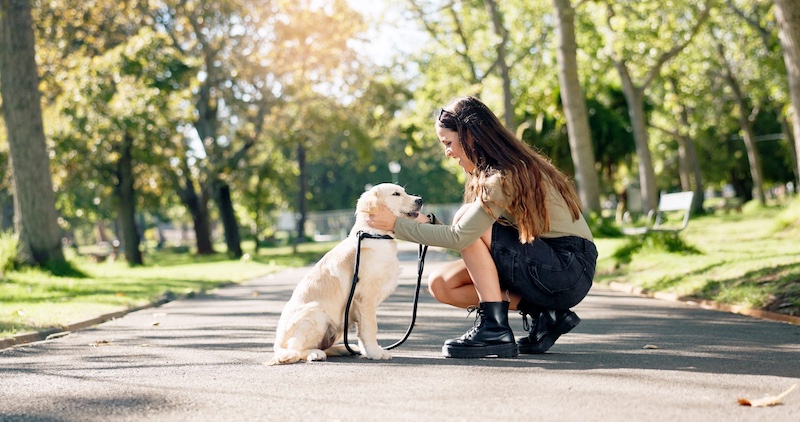 dog in park