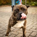 dog licking nose