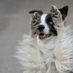 dog pads