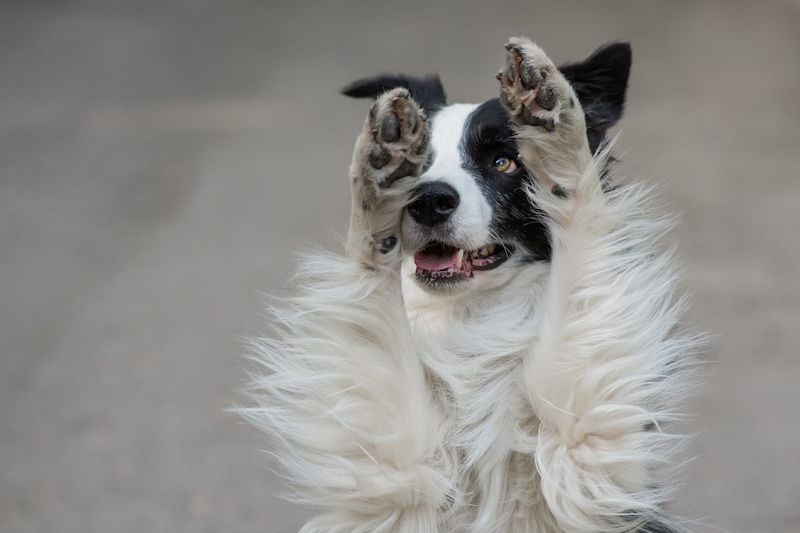dog pads