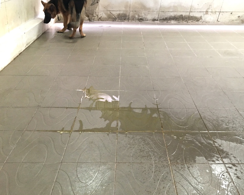dog pee