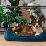 dog with plant