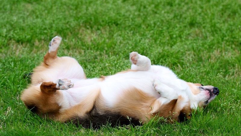 dog rolling over