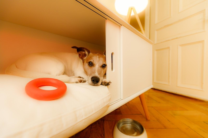 dog in room