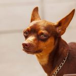 dog giving side eye