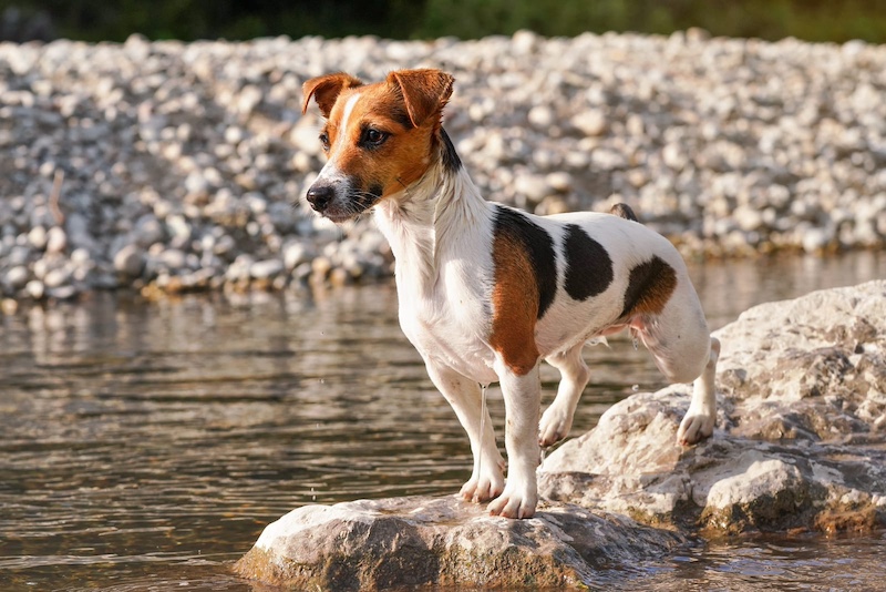 dog stay