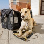 dog traveling