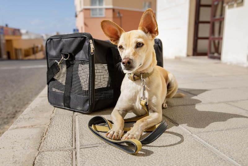 dog traveling
