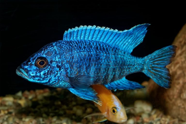 10 Fish That Change Color