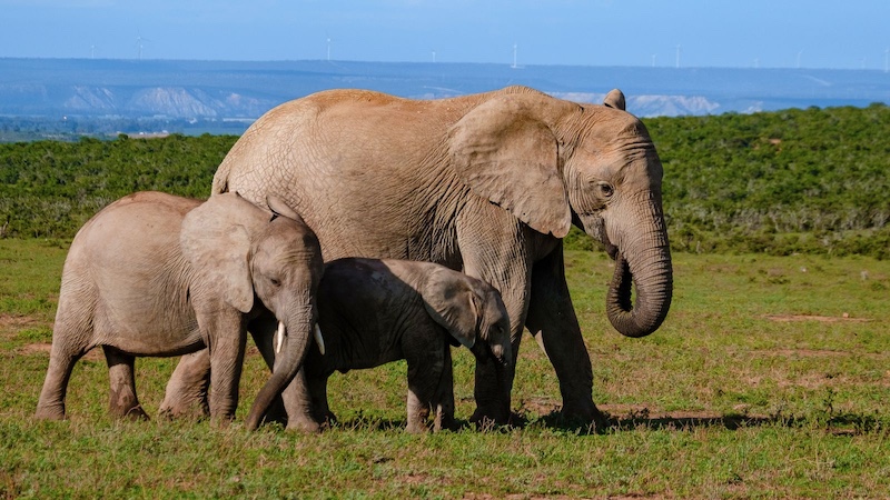 elephant