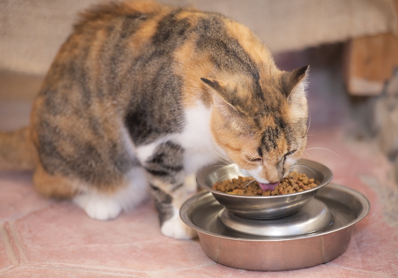feeding cat