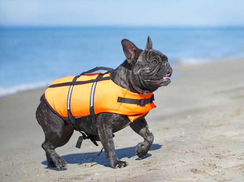 french bulldog in life jacket