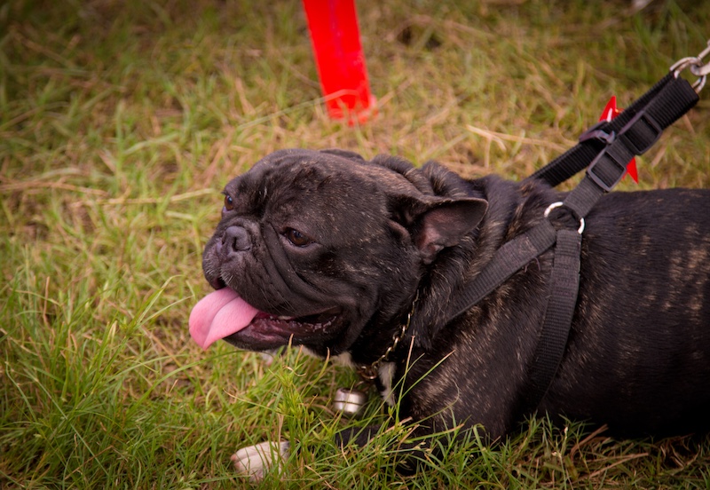 french bulldog panting