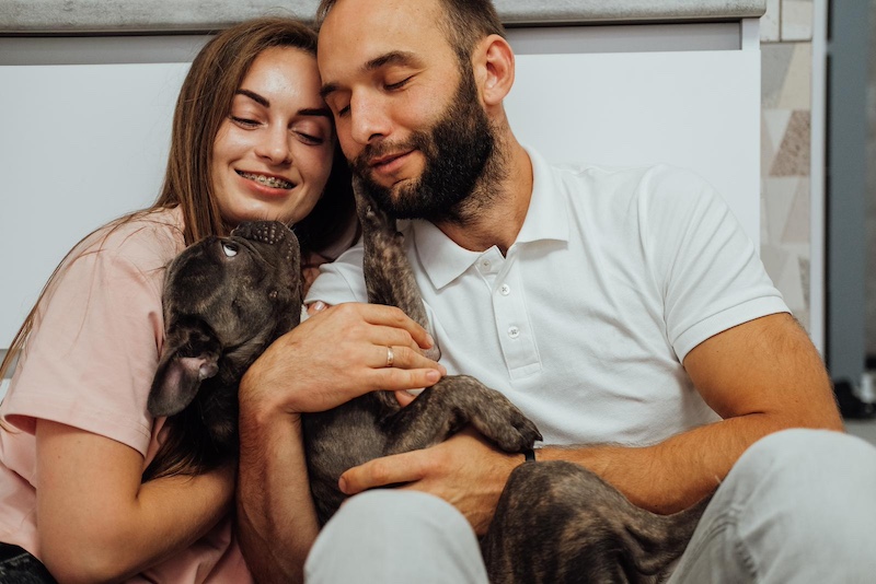 French bulldog with family