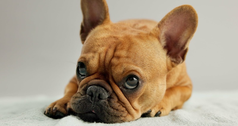 french bulldog