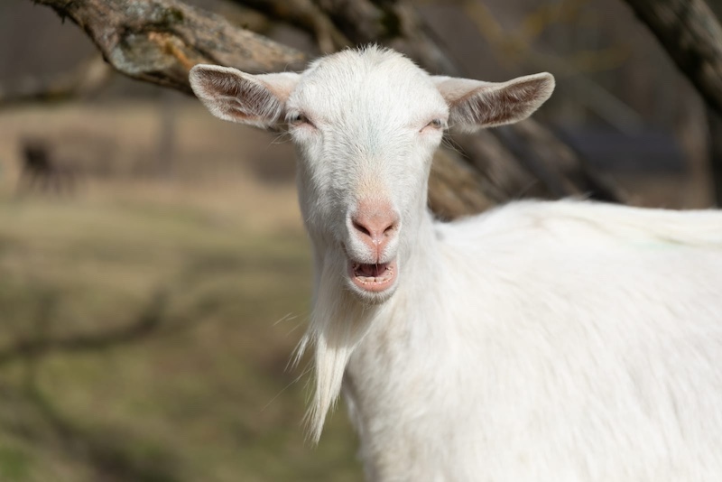 goat