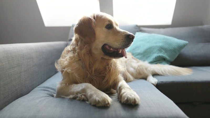 golden retriever sitting on couch