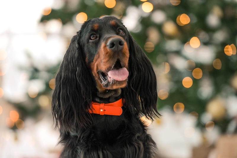 gordon setter