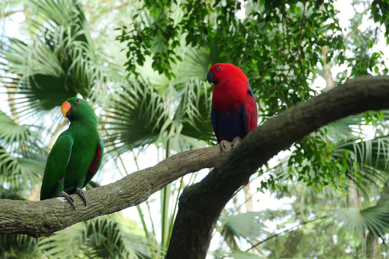 green parrot with red parrot