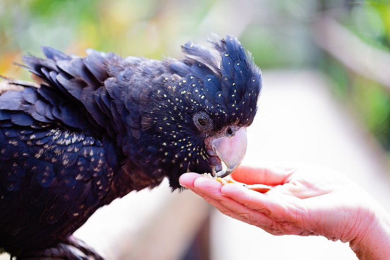 hand feeding bird
