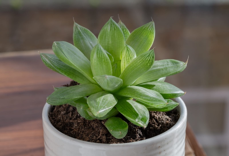 haworthia