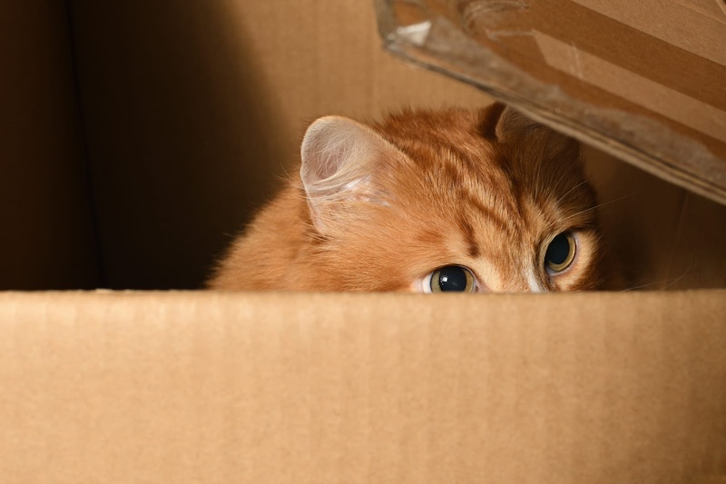 cat hiding in box