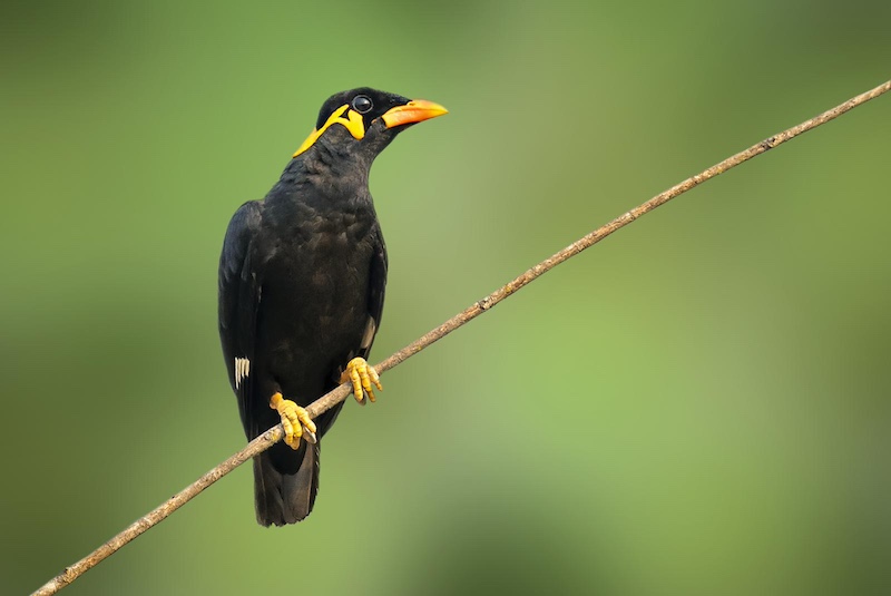 hill myna bird