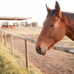 horse face