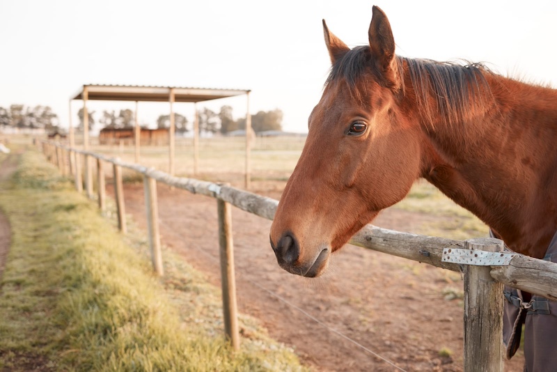 horse face