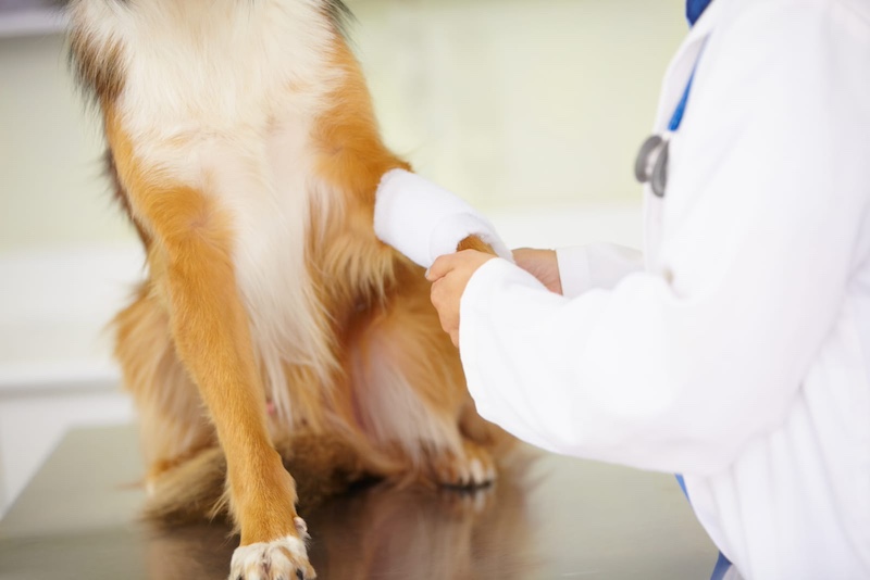 injured dog paw