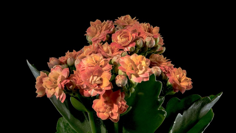 kalanchoe