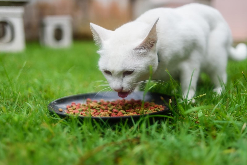 white cat eating