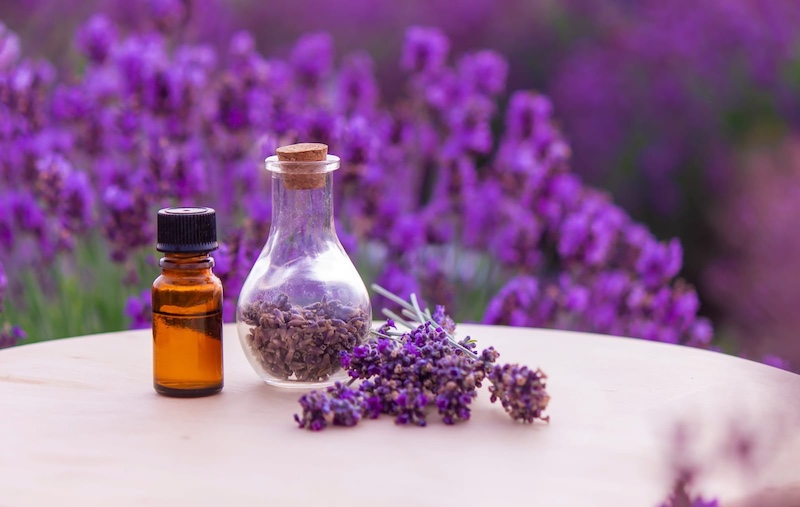 lavender