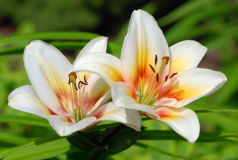 lillies