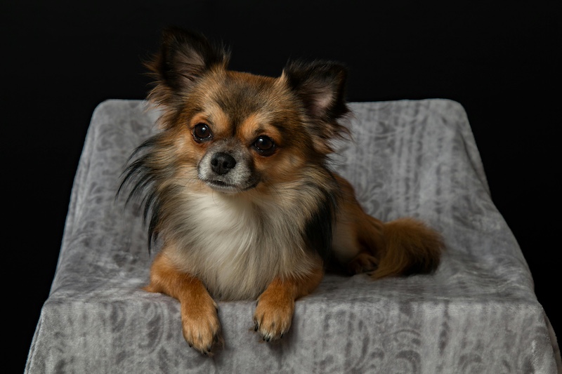 long-haired-chihuahua