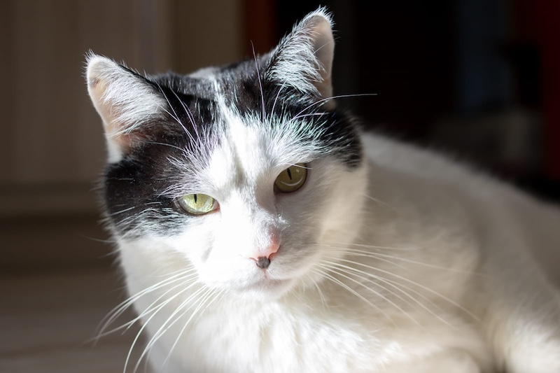 mad cat