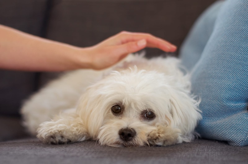 maltese dog