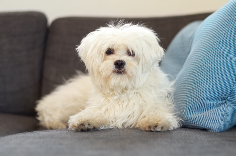 White maltese dog