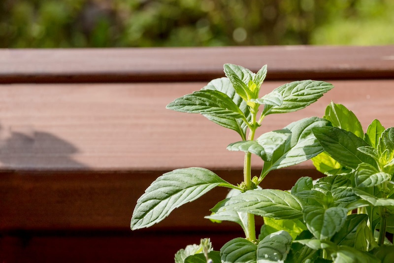 mint leaves