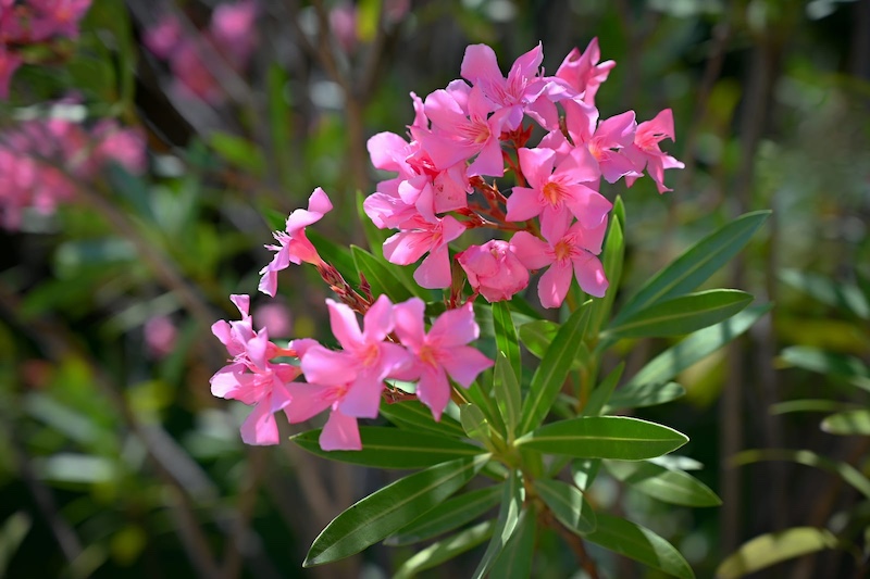 oleander