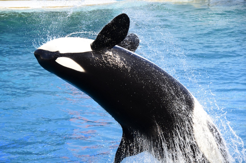orca