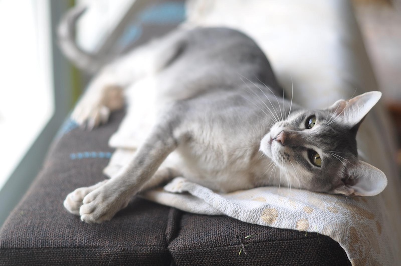 oriental shorthair cat