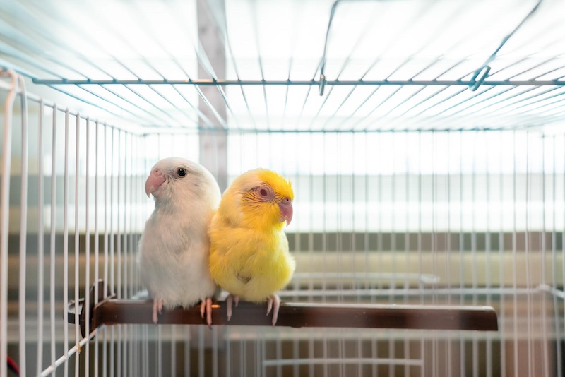 parakeets in cage