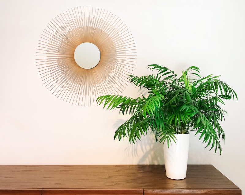 parlor palm