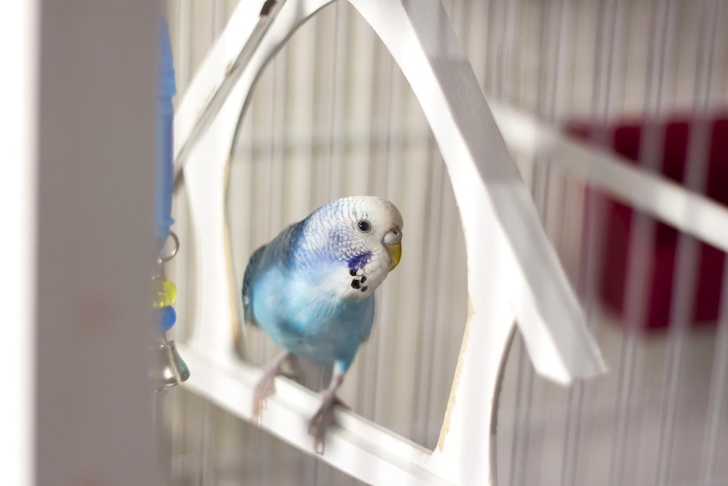 parrot cage