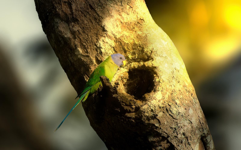 parrot nesting