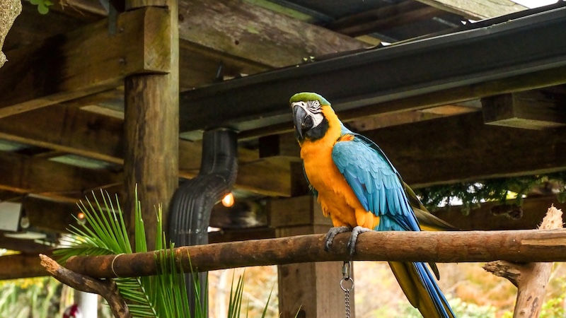 parrot perched