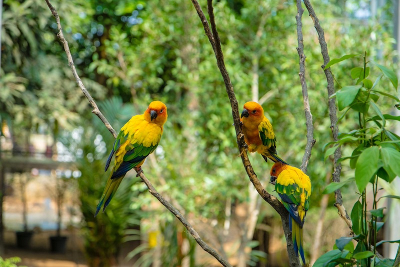 parrots